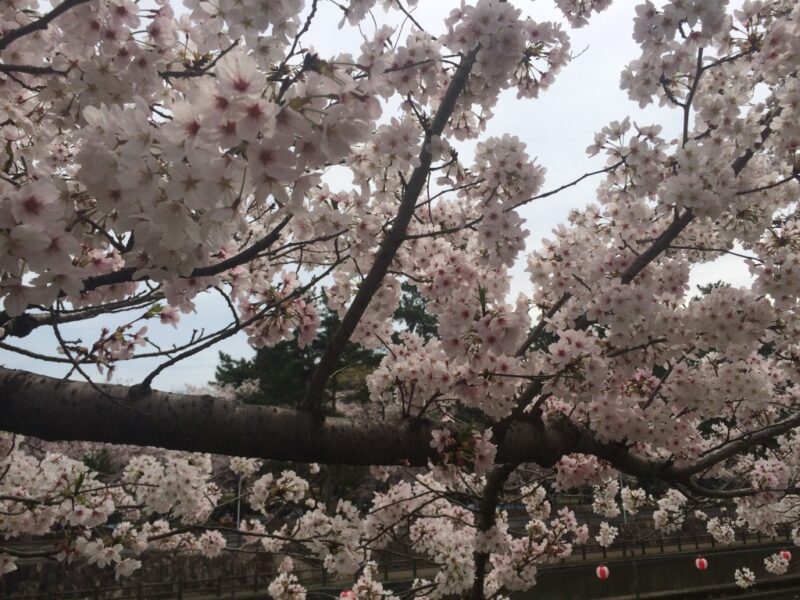 倉敷酒津公園で満開お花見 お弁当をチープ飯とは呼ばせない