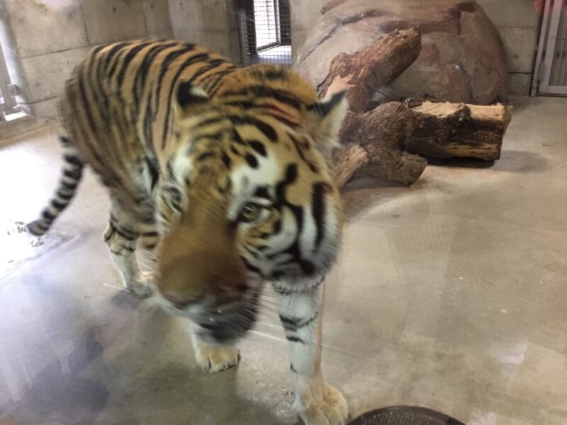 『天王寺動物園』は入園料の割引きアリで駅からも通天閣からもアクセス抜群！！①