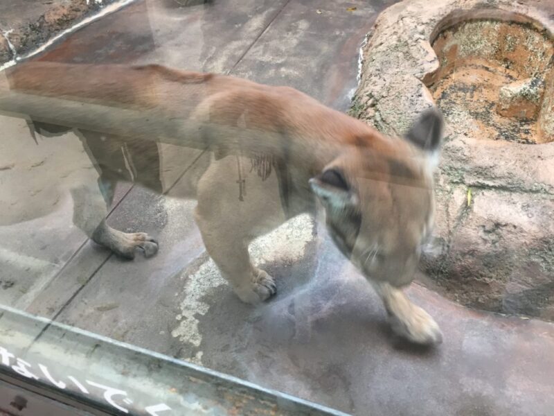 『天王寺動物園』は入園料の割引きアリで駅からも通天閣からもアクセス抜群！！③