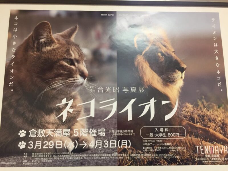 倉敷天満屋『岩合光昭写真展ネコライオン』招待されて限定マステも頂いた！