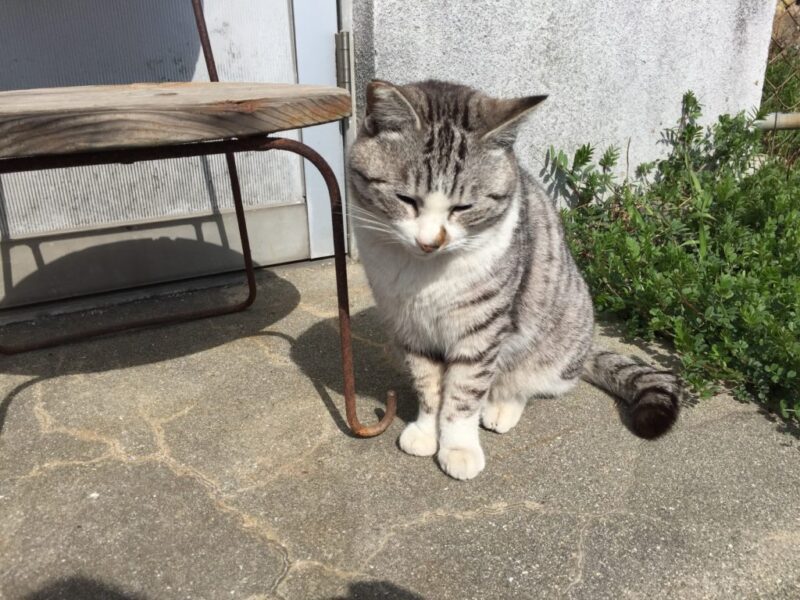 猫島と瀬戸芸で有名な香川県の『男木島』でネコとアートに触れてきた！～猫じゃらす編～