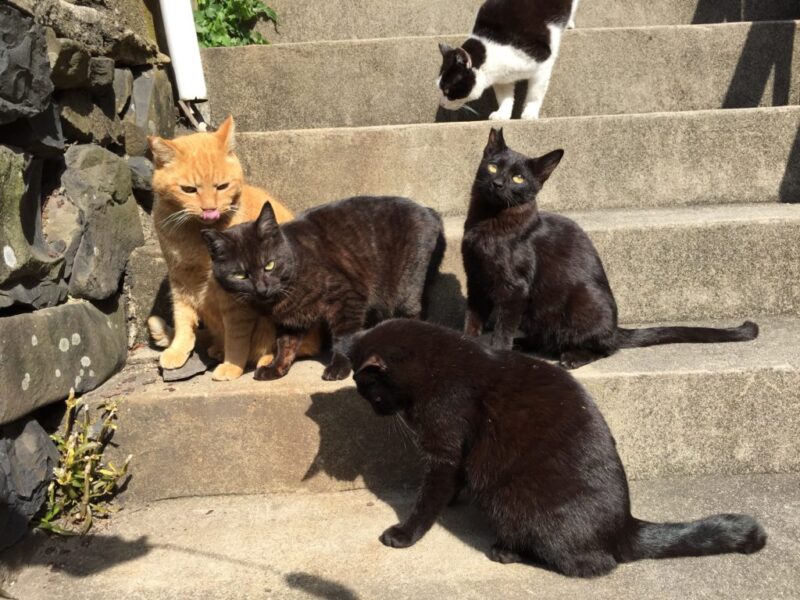 猫島と瀬戸芸で有名な香川県の 男木島 でネコとアートに触れてきた 綺麗な海とねこ編 陳腐男のチープ飯