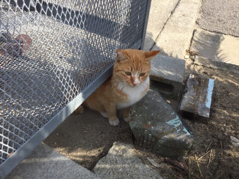 猫島と瀬戸芸で有名な香川県の『男木島』でネコとアートに触れてきた！～猫にまたたび編～