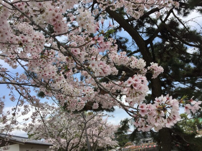 桜の名所倉敷 酒津公園 でお花見 バーベキューもトイレも屋台もある