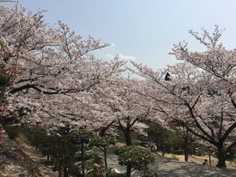 岡山倉敷桜の名所 種松山公園西園地 お花見して子どもの遊具で楽しむ