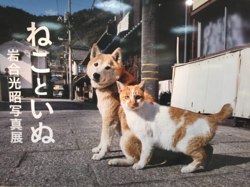 倉敷天満屋 ねこといぬ ｎｈｋ世界ネコ歩きの動物写真家岩合光昭写真展