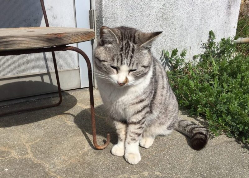 香川高松にある猫島『男木島』瀬戸芸のアートとネコをモフってきた！