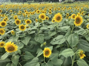 岡山蒜山『道の駅風の家』とれたて野菜市と食堂で名物ひるぜん焼きそば！