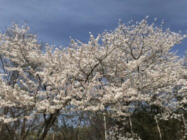 倉敷桜の名所で穴場『足高公園＆足高神社』お弁当持って展望台からお花見！