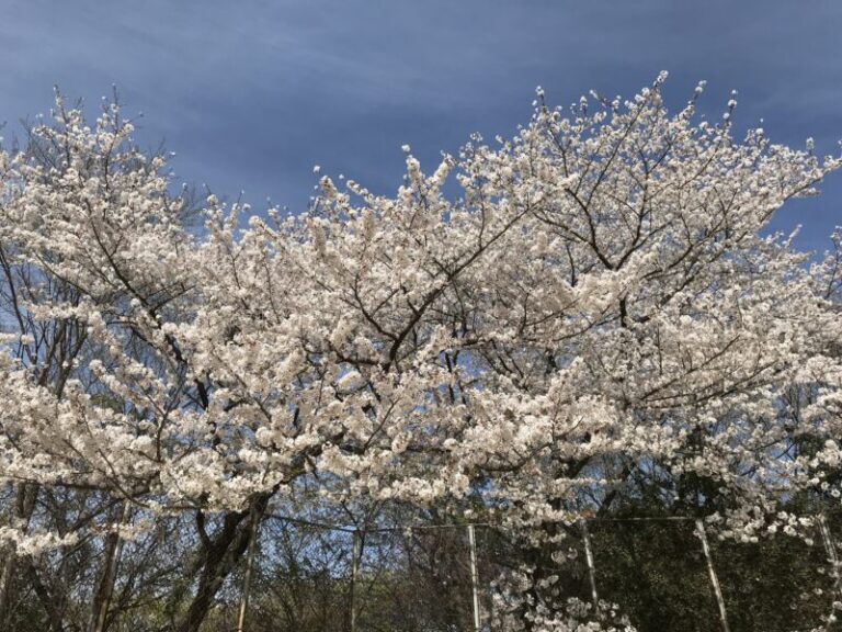 倉敷桜の名所で穴場 足高公園 足高神社 お弁当持って展望台からお花見 倉敷桜の名所で穴場 足高公園 足高神社 お弁当持って展望台からお花見