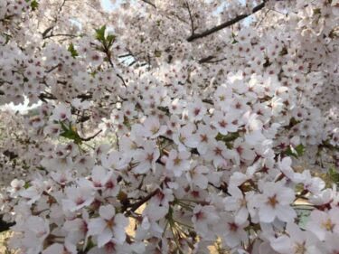 お弁当持ってお花見！倉敷でバーベキューＯＫや遊具もある桜の名所まとめ！