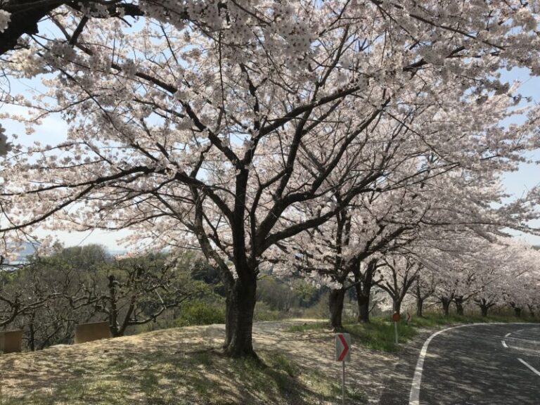 倉敷船穂桜の名所 愛宕山森林公園 ふなおワイナリーの上でお花見弁当